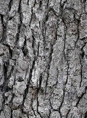 Bark texture